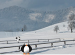 Football-հետ-penguin