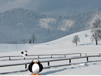 Football-avec-un-pingouin